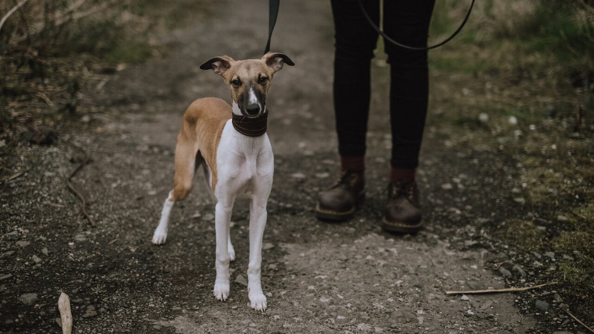 La Fondation Forêt Boucher, en association avec la Ville de Gatineau, lance un projet pilote pour permettre la circulation de chiens en laisse sur les terrains municipaux de la forêt Boucher