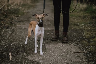 La Fondation Forêt Boucher, en association avec la Ville de Gatineau, lance un projet pilote pour permettre la circulation de chiens en laisse sur les terrains municipaux de la forêt Boucher