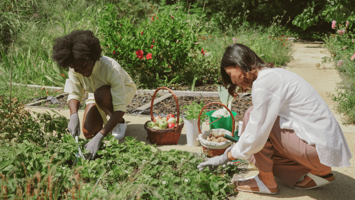 Un jardin collectif prend racine